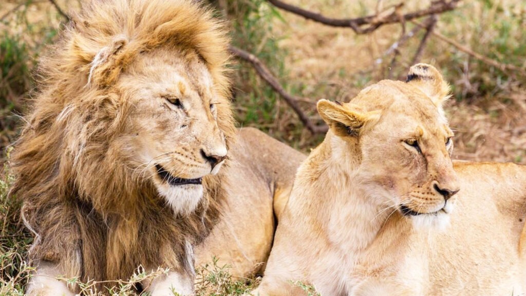 serengeti park