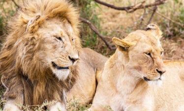 serengeti park
