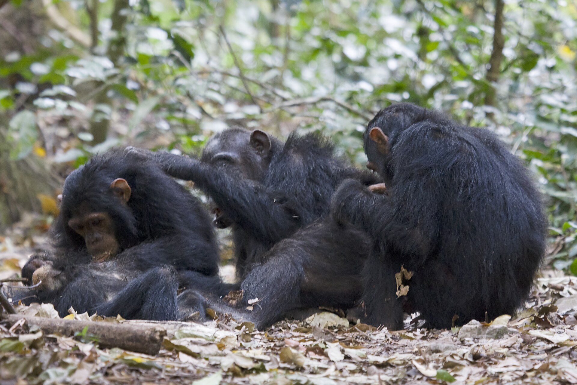 Chimpanzees in Gombe National Park
